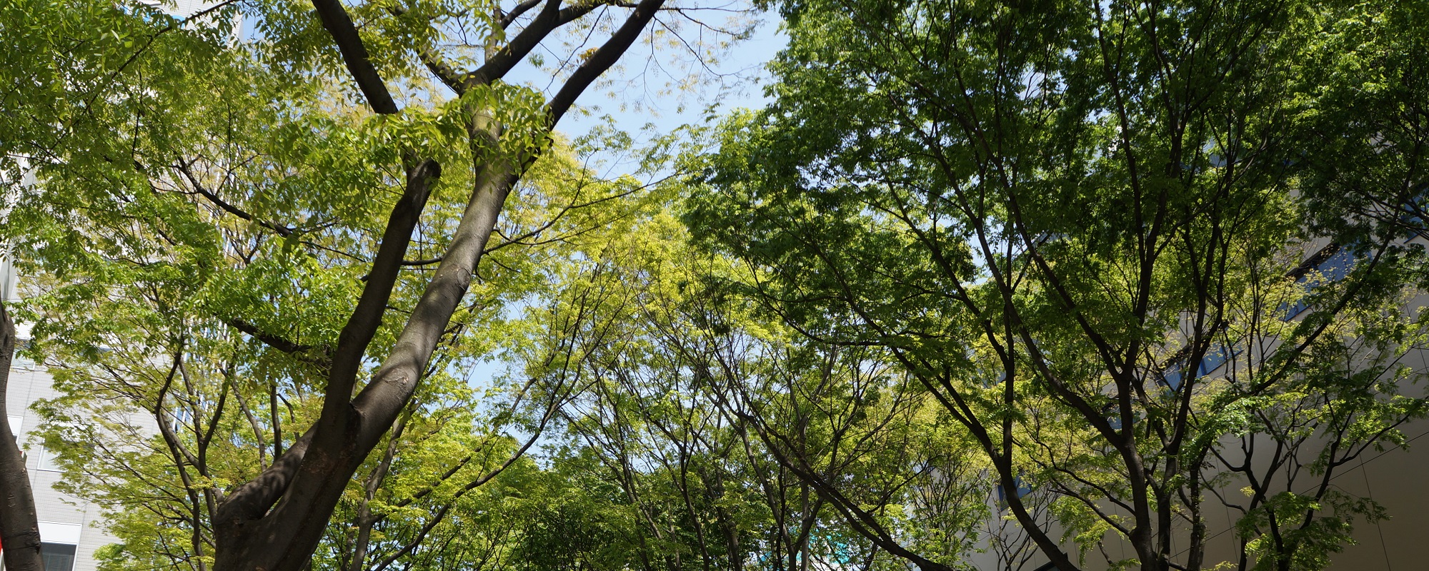 フォレストアップ法律事務所